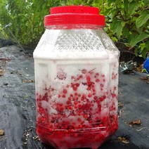 2023년 제천 월악산 오미자청 10kg (오미자5kg 백설탕5kg) GAP인증 산지발송 생오미자 햇오미자