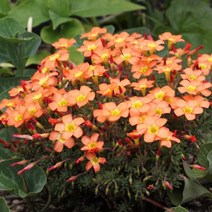 [초화]옥살리스(사랑초)-매쏘니아