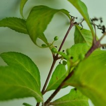 [다온야생화] C3362 좀작살 (15cm) [동일품], 1개