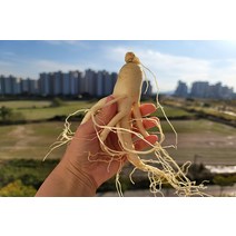 가정에서 드시기 딱 좋은 세척 금산인삼 5년근 수삼 난발삼 1채(750g) 반채(375g), 세척잔뿌리(500g)