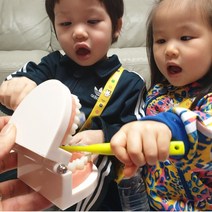 치아관리 양치교육 치아모형