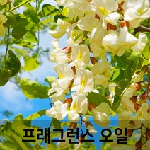 엔피솝 아카시아(Acacia) 프래그런스오일 인공향 캔들 디퓨저 방향제 DIY 만들기, 30ml