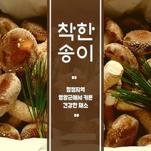 케이앤핫 [착한송이] 버섯 4종세트(생버섯400g+건버섯120g+분말가루100g+흑목이버섯80g), 1set
