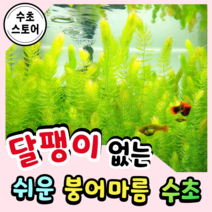 [수초스토어] 검역 붕어마름 3촉 마츠모 / 구피 새우 어항 수초 쉬운 키우기 예쁜 은신처 중경 후경 초보 자연 풍성한 물고기 무이탄 치어 베타 열대어, 8개
