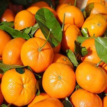 과일 (특등급) 오늘출고 감귤2KG 밀감 귤 제주밀감 제주 [WBB6148], 쿠팡 2KG, 쿠팡 본상품선택