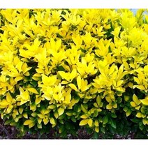 자연농원 황금사철나무포트묘(울타리조경수) 울타리나무, 황금사철 2년생 털이묘(3주묶음)