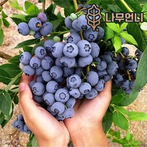 블루베리나무 블루베리 묘목 유실수 나무언니, 레가시 7치화분 결실주