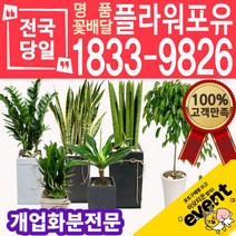 개업화분 축하화분배달 카페 사무실이전 개원 병원 오픈 당일배송, (선택63)파키라