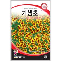 기생초 2g 꽃씨 일년생 씨앗 몰 봄 여름 가을 야생화 세계종묘 농사마트
