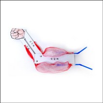 팔근육모형 만들기(10인용), 1개