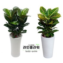 춘천꽃배달 춘천꽃집 개업화분, 대품, 01 금전수