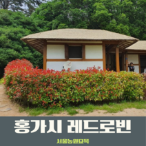 서울농원묘목/홍가시 레드로빈 P200포트묘 생울타리조경 월동가능 화분 베란다 실내조경 정원 가드닝