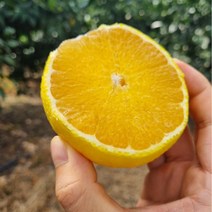 [초록이네] 제주황금향 제주도황금향, 선물용중과 2.5kg (10-16과) 실중량