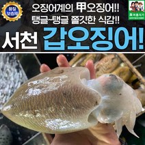 서천 어부의 생물 갑오징어 1kg, 1개