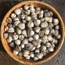 동죽 1kg 물총조개 제철 캠핑모듬조개 해산물 수산물 어패류 바지락 째복 명주 비단 갈미 백합조개 백상합 모시 뿔소라 대왕 참가리비구이 키조개 전복 삐뚤이소라 밀고동 돌조개 흠스, 1개