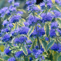 층꽃 [1포트] 써머소르벳 (복남이네 야생화 모종 층층이꽃 caryopteris)노란무늬