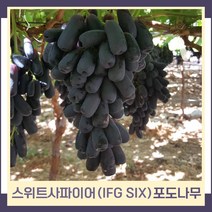 포도나무 묘목 스위트사파이어 (IFG SIX) T자 결실주 1개