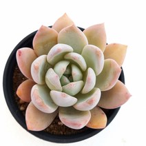 [나애다육] 오렌지먼로 (22-0405), 1개