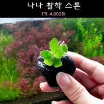 [수초아쿠아] 나나 활착 스톤 초보수초 인기수초 구피 새우 은신처 어항수초 수초맛집 득템수초 활착 음성수초