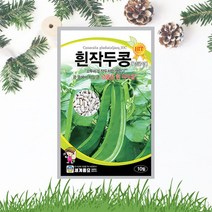 흰작두콩 씨앗 10립 넝쿨 백색 작두콩씨 일년생 종자