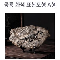 인테리어용 공룡화석 표본모형 관찰키트 A형 조립키트