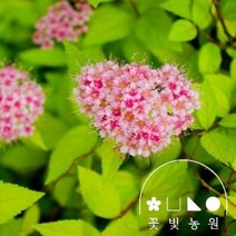 꽃빛농원 조팝나무 3종 5치 포트 칼잎조팝 황금조팝 삼색조팝, 칼잎, 5치포트