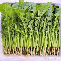 포천 싱싱 어린 열무 2kg 어린열무 4kg 1개, 어린열무8kg