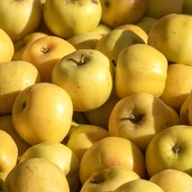 시나노 골드 황금 사과 2kg 3kg 5kg, 1박스, (가정용-흠과)중대과 12-16과 5kg