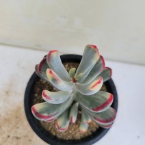 [메카다육]62-1013 원종방울복랑금(다육금) 화분포함 다육식물 선인장 다육금 다육철화 두들레야 아프리카식물 코노피튬 하월시아 수입다육이 국민이