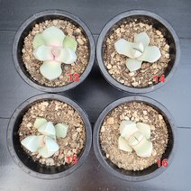 꽃다리 마옥 13~16 다육식물 리톱스 아이만배송, 13