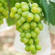 FUNET 샤인머스켓 청포도 블랙사파이어 거봉, 1박스, 11_청포도 샤인머스켓 500g