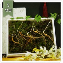 강원산삼초 춘천 평창 홍천 산지직송 명품 산양산삼, 7년근 10주