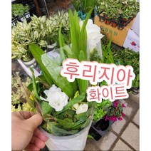 프리지아꽃-화이트-중/향기는 달콤 은은 후리지아