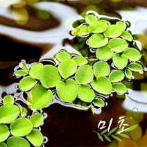 [미초] 살비니아 쿠쿠라타 10뿌리(+2뿌리 서비스) / 부상수초 / 초보 수초 / 구피 수초