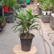 [공룡꽃식물원]관음죽 공기정화식물 99