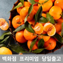 가락청과네 천혜향 5kg 천혜향제철 제주천혜향, 1, 본상품선택