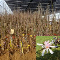 [모든원예조경] 신품종 별꽃목련나무 (국화) 접목1년생 목련묘목