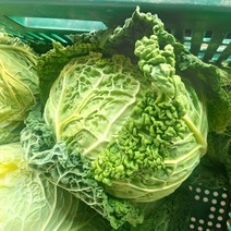 국산 양배추 곰보 사보이 1kg, 1개