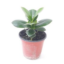 [DDA_ON]크루시아(소) 실내공기정화식물 공기청정식물 크루시, <q@p>_본상품선택_<qp>” class=”wr-img”></a></div>
</p></div>
</p></div>
</p></div>
<div class=