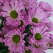 소국 (국화) - 진달래 / 고속터미널꽃시장 꽃도매 서리풀플라워