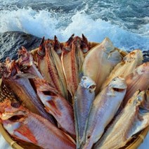 속초 (산지직송) 반건조생선 골라담기 임연수 볼락 참돔 민어 열기 가자미 우럭 고등어 양미리 박대 서대 구이 말린, 옵션06. 반건조 민어