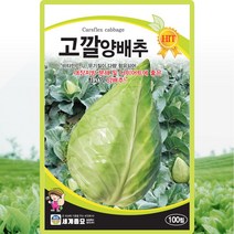 고깔 양배추 씨앗 양배추 씨 종자 100립, 단품