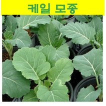케일모종 (20개) wj295, 20개