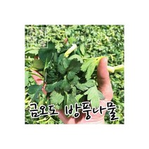 여수 금오도 방풍나물 향긋하고 달콤쌉싸름한 자연산 봄나물 1kg 118713