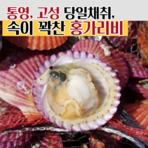 통영 고성 세척 홍가리비 가리비 당일조업 직송, 홍가리비 1kg (25-30미)