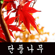 단풍나무 단풍나무묘목 청단풍나무묘목 조경수, 1개