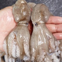 생쭈꾸미 소래포구쭈꾸미 서산쭈꾸미 서천쭈꾸미 1kg, 주꾸미 1kg