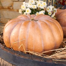 신선한 늙은 호박 3-7kg, 늙은호박 3kg이하