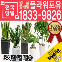 개업축하화분배달 금전수 돈나무 산세베리아 극락조 뱅갈고무나무 해피트리 행운목 녹보수 크로톤 스투키 개업식 개업선물 집들이 거실화분, (선택92)칼라유카