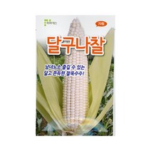 달구나찰 찰옥수수씨앗70립 피피에스